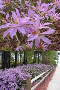 Koromo Shikibu Purple Spider Azalea - 1 Gallon Pot 6 Koromo Shikibu Purple Spider Azalea - 1 Gallon Pot -Healthy Plant Shop Azalea Koromo Shikibu 9