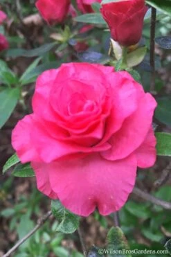 Rosebud Azalea - 6 Pack Of 1 Gallon Pots -Healthy Plant Shop Azalea Rosebud 3 2