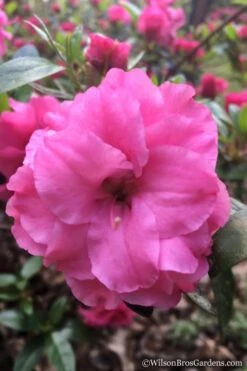 Rosebud Azalea - 1 Gallon Pot -Healthy Plant Shop Azalea Rosebud 7 3