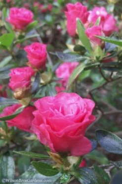 Rosebud Azalea - 3 Gallon Pot -Healthy Plant Shop Azalea Rosebud 8