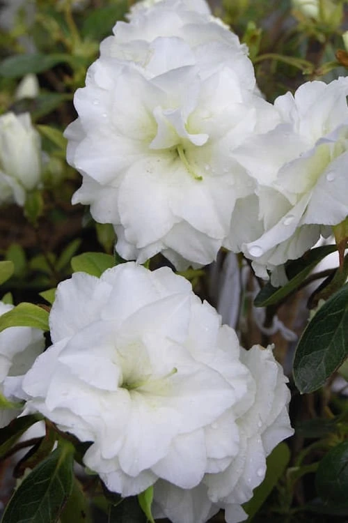 White Rosebud Azalea - 6 Pack Of 1 Gallon Pots 1 White Rosebud Azalea - 6 Pack Of 1 Gallon Pots