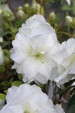 White Rosebud Azalea - 6 Pack Of 1 Gallon Pots 8 White Rosebud Azalea - 6 Pack Of 1 Gallon Pots -Healthy Plant Shop Azalea White Rosebud 4 1
