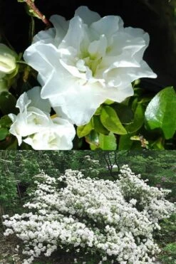 White Rosebud Azalea - 1 Gallon Pot 9 White Rosebud Azalea - 1 Gallon Pot -Healthy Plant Shop Azalea White Rosebud 5