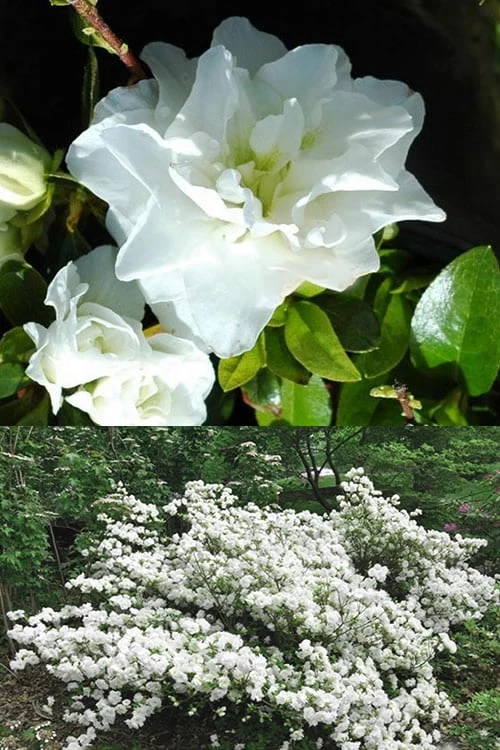 White Rosebud Azalea - 1 Gallon Pot 5 White Rosebud Azalea - 1 Gallon Pot - Image 5