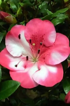 Kobai #2 Azalea - 6 Pack Of 1 Gallon Pots