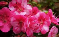 Kobai #2 Azalea - 1 Gallon Pot -Healthy Plant Shop Azalea kobai 2 2 2