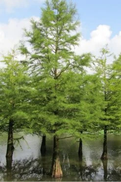 Green Whispers Bald Cypress (Taxodium Distichum) - 7 Gallon Pot (6-7') 13 Green Whispers Bald Cypress (Taxodium Distichum) - 7 Gallon Pot (6-7') -Healthy Plant Shop Bald Cypress 5