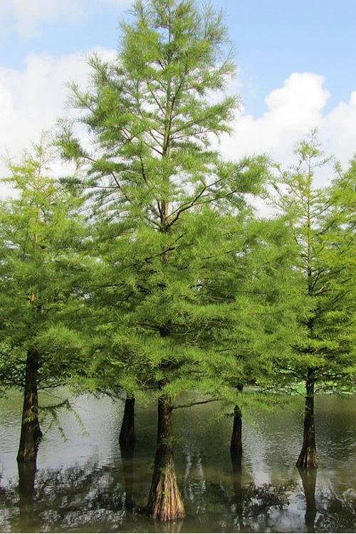 Green Whispers Bald Cypress (Taxodium Distichum) - 7 Gallon Pot (6-7') 6 Green Whispers Bald Cypress (Taxodium Distichum) - 7 Gallon Pot (6-7') - Image 6