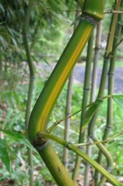 Yellow Groove Bamboo (Phyllostachys Aureosulcata) - 3 Gallon Pot (2-4') -Healthy Plant Shop Bamboo Yellow Groove 11