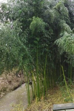 Yellow Groove Bamboo (Phyllostachys Aureosulcata) - 3 Gallon Pot (2-4') -Healthy Plant Shop Bamboo Yellow Groove 13