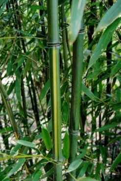 Yellow Groove Bamboo (Phyllostachys Aureosulcata) - 3 Gallon Pot (2-4') -Healthy Plant Shop Bamboo Yellow Groove 9