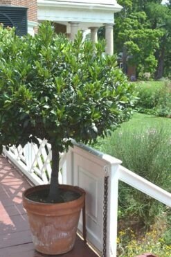Bay Laurel (Sweet Bay) - Laurus Nobilis - 1 Gallon Pot 15 Bay Laurel (Sweet Bay) - Laurus Nobilis - 1 Gallon Pot -Healthy Plant Shop Bay Laurel 10