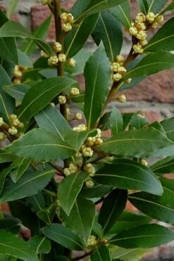 Bay Laurel (Sweet Bay) - Laurus Nobilis - 1 Gallon Pot 14 Bay Laurel (Sweet Bay) - Laurus Nobilis - 1 Gallon Pot -Healthy Plant Shop Bay Laurel 2