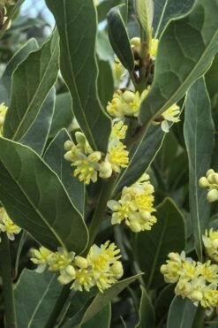 Bay Laurel (Sweet Bay) - Laurus Nobilis - 1 Gallon Pot 11 Bay Laurel (Sweet Bay) - Laurus Nobilis - 1 Gallon Pot -Healthy Plant Shop Bay Laurel 3