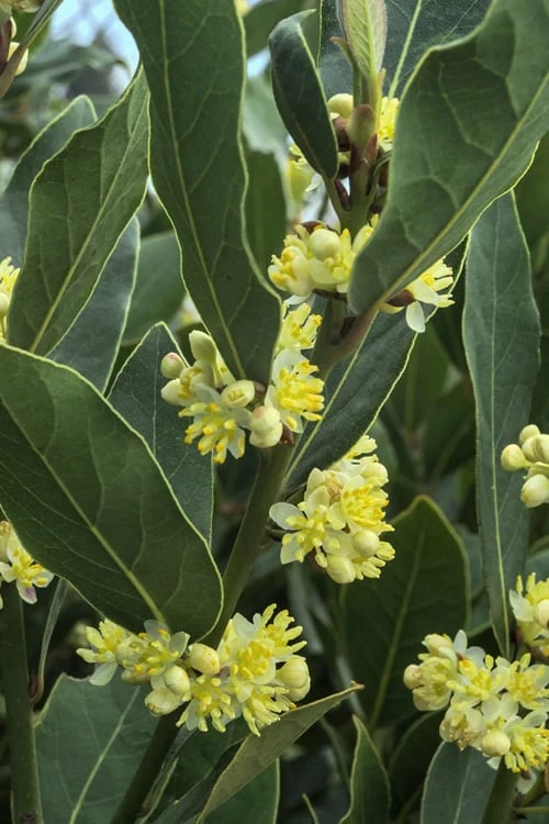 Bay Laurel (Sweet Bay) - Laurus Nobilis - 1 Gallon Pot 4 Bay Laurel (Sweet Bay) - Laurus Nobilis - 1 Gallon Pot - Image 4