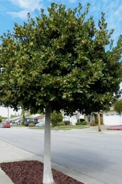 Bay Laurel (Sweet Bay) - Laurus Nobilis - 1 Gallon Pot 12 Bay Laurel (Sweet Bay) - Laurus Nobilis - 1 Gallon Pot -Healthy Plant Shop Bay Laurel 5