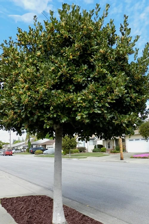 Bay Laurel (Sweet Bay) - Laurus Nobilis - 1 Gallon Pot 5 Bay Laurel (Sweet Bay) - Laurus Nobilis - 1 Gallon Pot - Image 5