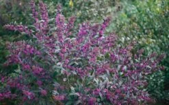 Pearl Glam Beautyberry - Callicarpa - 3 Gallon Pot 7 Pearl Glam Beautyberry - Callicarpa - 3 Gallon Pot -Healthy Plant Shop Beautyberry Pearl Glam 2 1