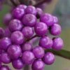 Purple Pearls Beautyberry - Callicarpa - 3 Gallon Pot