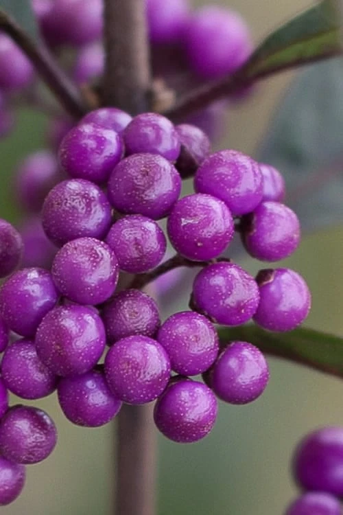 Purple Pearls Beautyberry - Callicarpa - 3 Gallon Pot 1 Purple Pearls Beautyberry - Callicarpa - 3 Gallon Pot