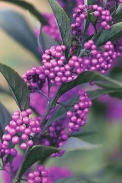 Purple Pearls Beautyberry - Callicarpa - 3 Gallon Pot 9 Purple Pearls Beautyberry - Callicarpa - 3 Gallon Pot -Healthy Plant Shop Beautyverry Callicarpa Purple Pearls Berries Closeup 5 x750