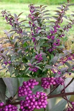 Purple Pearls Beautyberry - Callicarpa - 3 Gallon Pot 8 Purple Pearls Beautyberry - Callicarpa - 3 Gallon Pot -Healthy Plant Shop Beautyverry Callicarpa Purple Pearls Shrub 5 x750