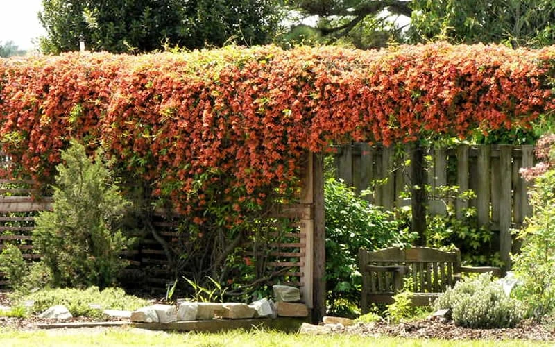 Jekyll Orange Crossvine - Bignonia Capreolata - 2 Gallon Pot 4 Jekyll Orange Crossvine - Bignonia Capreolata - 2 Gallon Pot - Image 4