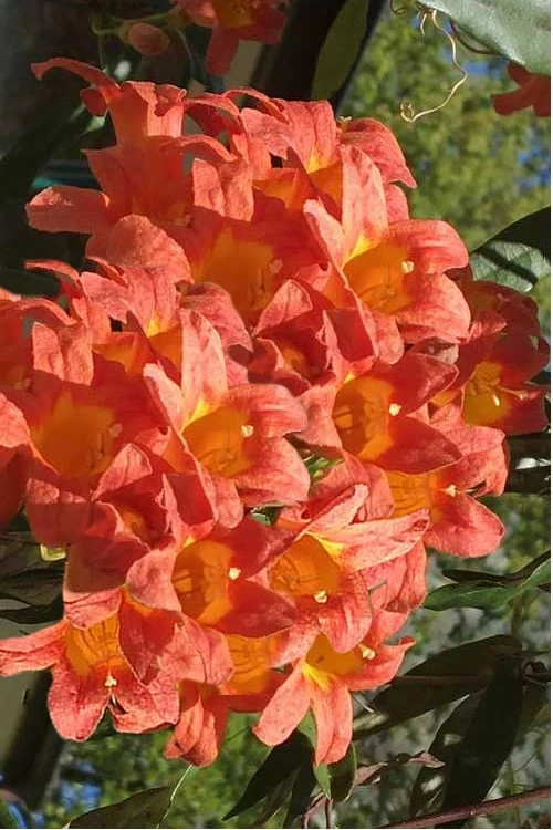 Jekyll Orange Crossvine - Bignonia Capreolata - 2 Gallon Pot 5 Jekyll Orange Crossvine - Bignonia Capreolata - 2 Gallon Pot - Image 5