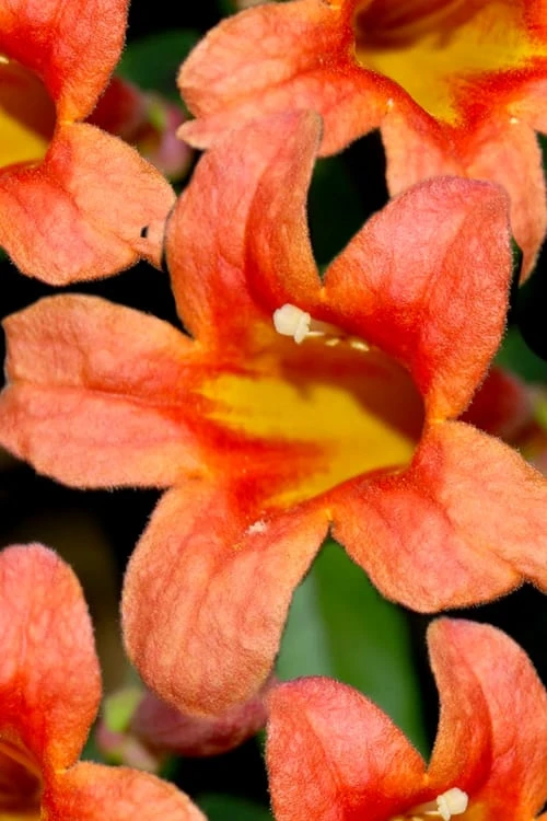 Jekyll Orange Crossvine - Bignonia Capreolata - 2 Gallon Pot 1 Jekyll Orange Crossvine - Bignonia Capreolata - 2 Gallon Pot