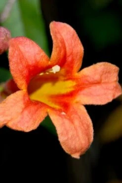 Jekyll Orange Crossvine - Bignonia Capreolata - 2 Gallon Pot 11 Jekyll Orange Crossvine - Bignonia Capreolata - 2 Gallon Pot -Healthy Plant Shop Bignonia Jekyll orange 21