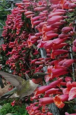 Shalimar Red Crossvine - Bignonia Capreolata - 2 Gallon Pot -Healthy Plant Shop Bignonia Shalimar Red 20