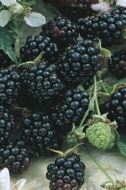 Apache Thornless Blackberry - 2 Gallon Pot 7 Apache Thornless Blackberry - 2 Gallon Pot -Healthy Plant Shop Blackberry Apache BS