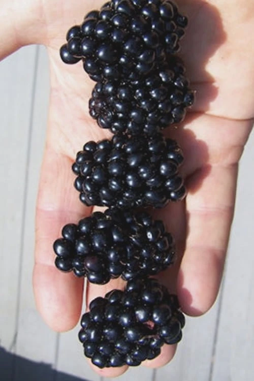 Apache Thornless Blackberry - 2 Gallon Pot 1 Apache Thornless Blackberry - 2 Gallon Pot