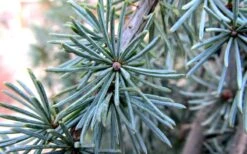 Horstmann Dwarf Blue Atlas Cedar - 1 Gallon Pot -Healthy Plant Shop Blue Atlas Cedar Needles Foliage leaves 2