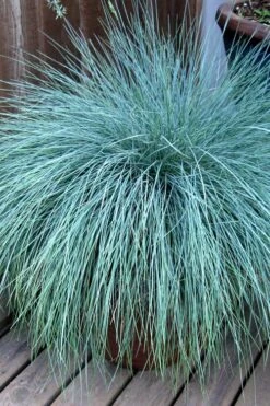 Beyond Blue Festuca (Fescue) - 3 Pack Of Quart Pots -Healthy Plant Shop Blue Fescue Beyond Blue 21