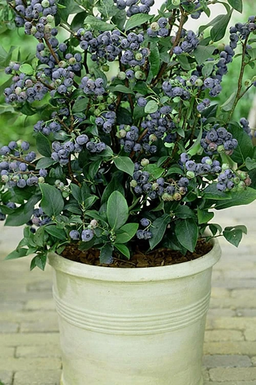 Top Hat Dwarf Blueberry - 1 Gallon Pot 1 Top Hat Dwarf Blueberry - 1 Gallon Pot