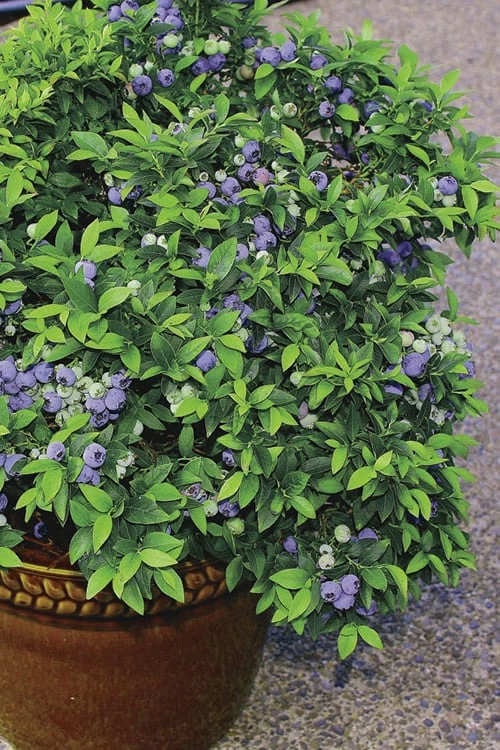 Top Hat Dwarf Blueberry - 1 Gallon Pot 4 Top Hat Dwarf Blueberry - 1 Gallon Pot - Image 4