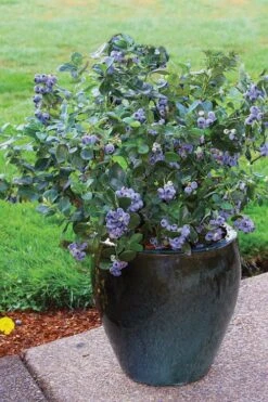 Top Hat Dwarf Blueberry - 1 Gallon Pot 9 Top Hat Dwarf Blueberry - 1 Gallon Pot -Healthy Plant Shop Blueberry Top Hat 3
