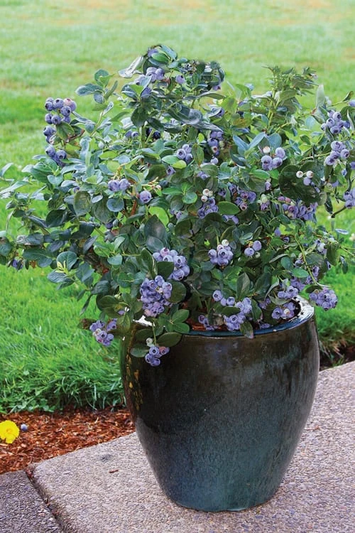Top Hat Dwarf Blueberry - 1 Gallon Pot 5 Top Hat Dwarf Blueberry - 1 Gallon Pot - Image 5