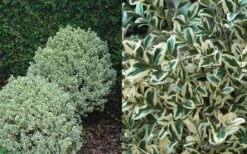 Dwarf Variegated Boxwood - 6 Pack Of 1 Gallon Pots 9 Dwarf Variegated Boxwood - 6 Pack Of 1 Gallon Pots -Healthy Plant Shop Boxwood Dwarf Variegated 50