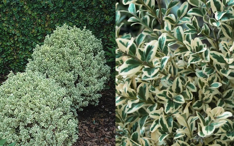Dwarf Variegated Boxwood - 6 Pack Of 1 Gallon Pots 4 Dwarf Variegated Boxwood - 6 Pack Of 1 Gallon Pots - Image 4