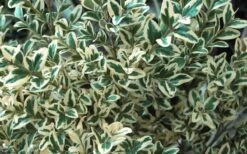 Dwarf Variegated Boxwood - 1 Gallon Pot -Healthy Plant Shop Boxwood Dwarf Variegated 51 1
