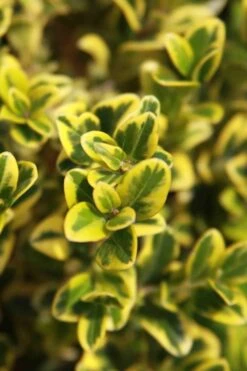 Golden Triumph Variegated Dwarf Boxwood - 3 Gallon Pot 11 Golden Triumph Variegated Dwarf Boxwood - 3 Gallon Pot -Healthy Plant Shop Boxwood Golden Triumph 3