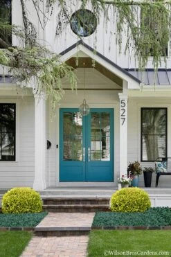 Golden Triumph Variegated Dwarf Boxwood - 3 Gallon Pot 10 Golden Triumph Variegated Dwarf Boxwood - 3 Gallon Pot -Healthy Plant Shop Boxwood Golden Triumph 7