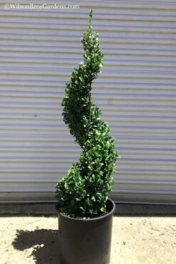 Common Boxwood Spiral Topiary - 5 Gallon Pot -Healthy Plant Shop Boxwood Green Mountain Spiral 1