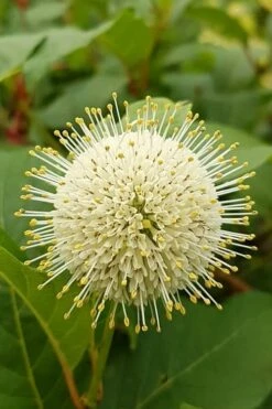 New Products 23 Fiber Optics Buttonbush (Cephalanthus Occidentalis 'Bailoptics') - 3 Gallon Pot