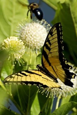 Fiber Optics Buttonbush (Cephalanthus Occidentalis 'Bailoptics') - 3 Gallon Pot 5 Fiber Optics Buttonbush (Cephalanthus Occidentalis 'Bailoptics') - 3 Gallon Pot -Healthy Plant Shop Buttonbush Sugar Shack 3