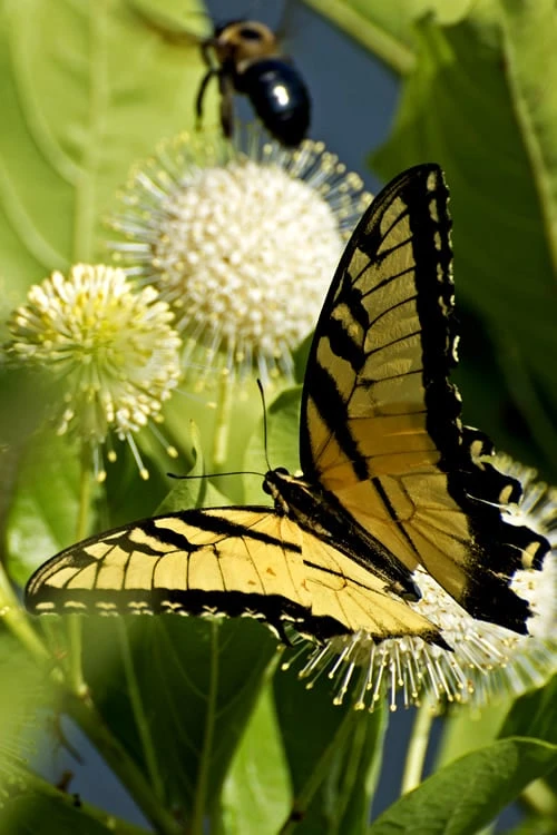 Fiber Optics Buttonbush (Cephalanthus Occidentalis 'Bailoptics') - 3 Gallon Pot 3 Fiber Optics Buttonbush (Cephalanthus Occidentalis 'Bailoptics') - 3 Gallon Pot - Image 3