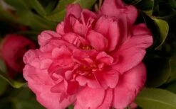 Alabama Beauty Camellia Sasanqua - 3 Gallon Pot 7 Alabama Beauty Camellia Sasanqua - 3 Gallon Pot -Healthy Plant Shop Camellia Alabama Beauty 50