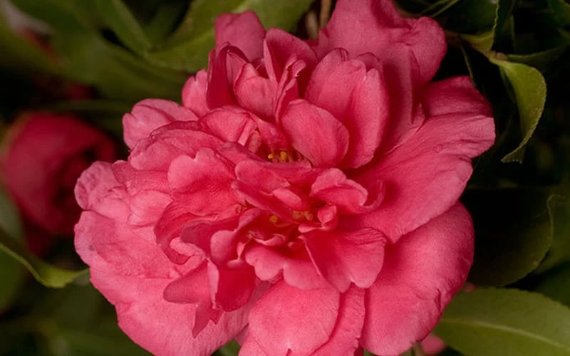 Alabama Beauty Camellia Sasanqua - 3 Gallon Pot 4 Alabama Beauty Camellia Sasanqua - 3 Gallon Pot - Image 4